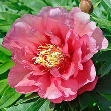 Load image into Gallery viewer, Peony 'Itoh Hillary'