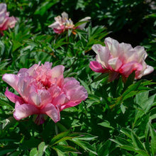 Load image into Gallery viewer, Peony 'Itoh Hillary'