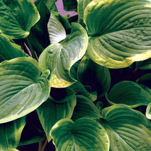 Load image into Gallery viewer, Hosta 'Diana Remembered'