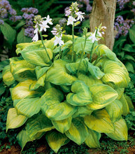 Load image into Gallery viewer, Hosta 'Guacamole'