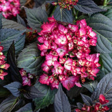 Load image into Gallery viewer, Hydrangea 'Eclipse'
