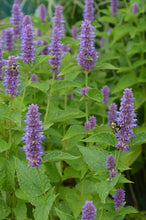 Load image into Gallery viewer, Agastache foeniculum