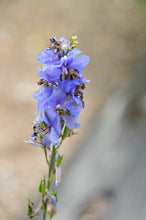 Load image into Gallery viewer, Delphinium Pacific Giant 'Blue Jay'