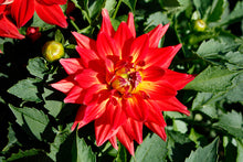 Load image into Gallery viewer, XXL Cutting Dahlias