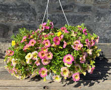 Load image into Gallery viewer, Hanging Basket- Pink & Yellow Superbells