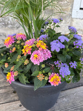 Load image into Gallery viewer, Premium Summer Planter - Lantana & Ageratum