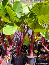 Load image into Gallery viewer, Alocasia 'Imperial Red'