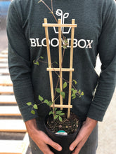 Load image into Gallery viewer, Clematis 'Kilian Donahue'