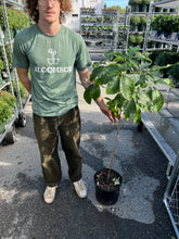 Load image into Gallery viewer, Bottlebrush Buckeye