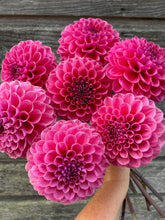 Load image into Gallery viewer, XXL Cutting Dahlias