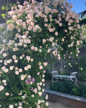 Load image into Gallery viewer, Climbing Rose 'Cecile Brunner'