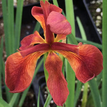 Load image into Gallery viewer, Iris fulva (Copper Iris)