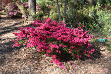 Load image into Gallery viewer, Azalea 'Girard's Fuchsia'