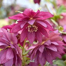 Load image into Gallery viewer, Helleborus 'Red Sapphire'