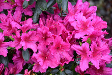 Load image into Gallery viewer, Azalea 'Girard's Fuchsia'