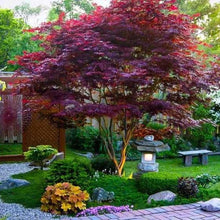 Load image into Gallery viewer, Japanese Maple 'Bloodgood'