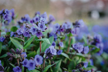 Load image into Gallery viewer, Pulmonaria 'Nova Cobalt'