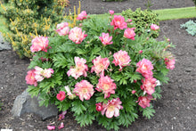 Load image into Gallery viewer, Peony 'Itoh Julia Rose'