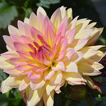 Load image into Gallery viewer, XXL Cutting Dahlias