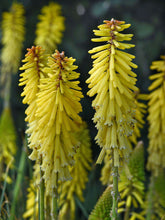 Load image into Gallery viewer, Kniphofia 'Glowstick'