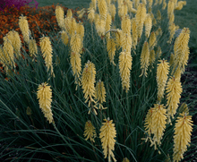 Load image into Gallery viewer, Kniphofia 'Glowstick'