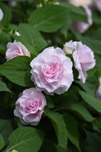 Load image into Gallery viewer, Double Impatiens