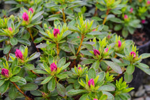 Load image into Gallery viewer, Azalea 'Girard's Fuchsia'