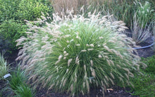 Load image into Gallery viewer, Pennisetum 'Little Bunny'
