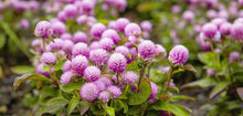 Load image into Gallery viewer, Gomphrena