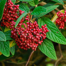 Load image into Gallery viewer, Viburnum lentago