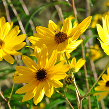 Load image into Gallery viewer, Helianthus angustifolius