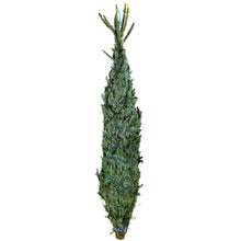 Load image into Gallery viewer, Cut Christmas Tree- Fraser Fir 7-8'
