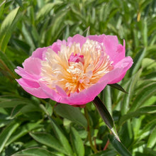 Load image into Gallery viewer, Peony 'Tropical Isle'