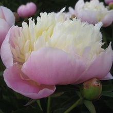 Load image into Gallery viewer, Peony 'Tropical Isle'