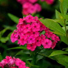 Load image into Gallery viewer, Phlox paniculata 'Flame™ Watermelon'