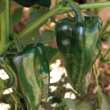 Load image into Gallery viewer, Pepper 'Trident' (Poblano)
