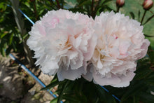 Load image into Gallery viewer, Peony 'Alertie'