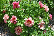 Load image into Gallery viewer, Peony 'Itoh Hillary'