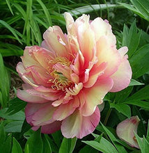 Load image into Gallery viewer, Peony 'Itoh Julia Rose'