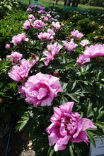 Load image into Gallery viewer, Peony 'Itoh First Arrival'