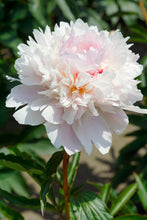Load image into Gallery viewer, Peony 'Alertie'