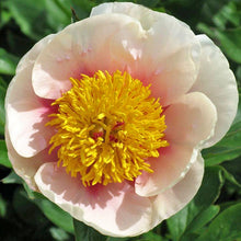 Load image into Gallery viewer, Peony 'Folk Art'
