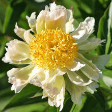 Load image into Gallery viewer, Peony 'Green Lotus'