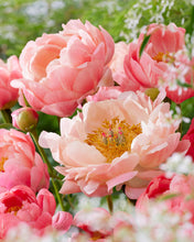 Load image into Gallery viewer, Peony 'Coral Charm'