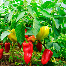 Load image into Gallery viewer, Pepper 'Lunchbox Mix'
