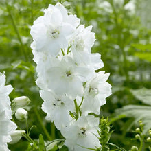 Load image into Gallery viewer, Delphinium 'Guardian White'