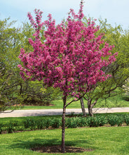 Load image into Gallery viewer, Crabapple Tree 'Perfect Purple'