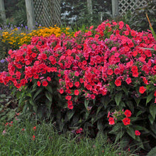 Load image into Gallery viewer, Phlox 'Flame Coral'