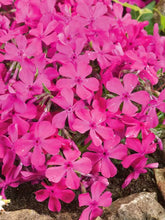Load image into Gallery viewer, Phlox subulata 'Drummond's Pink'
