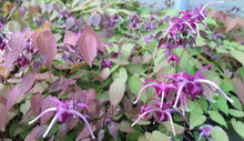 Load image into Gallery viewer, Epimedium 'Pierre's Purple'